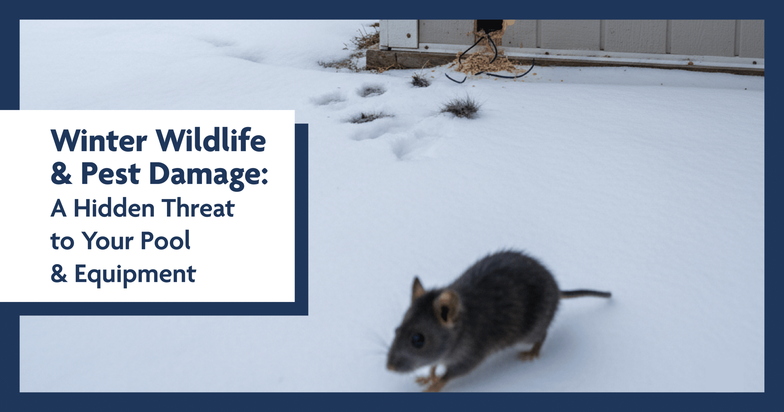 A gray mouse crosses snowy ground toward a building, leaving tracks near an electrical box. Text reads: Winter Wildlife & Pest Damage.